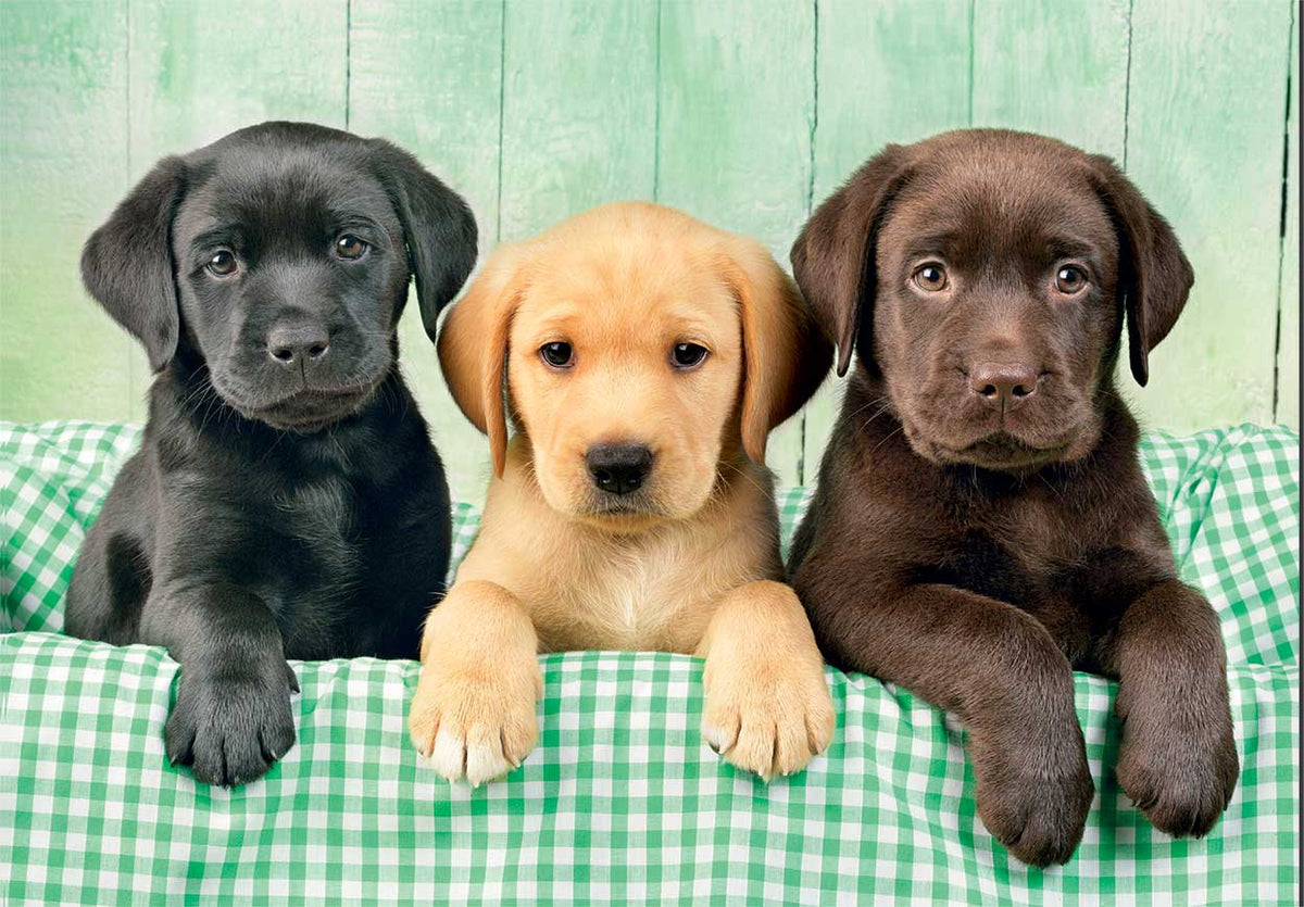 Three Labrador puppies: black, yellow, chocolate, in a green checkered basket