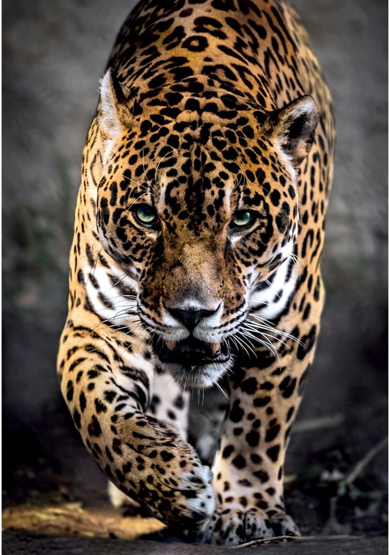 A jaguar with golden spotted fur and piercing green eyes walks directly towards the viewer