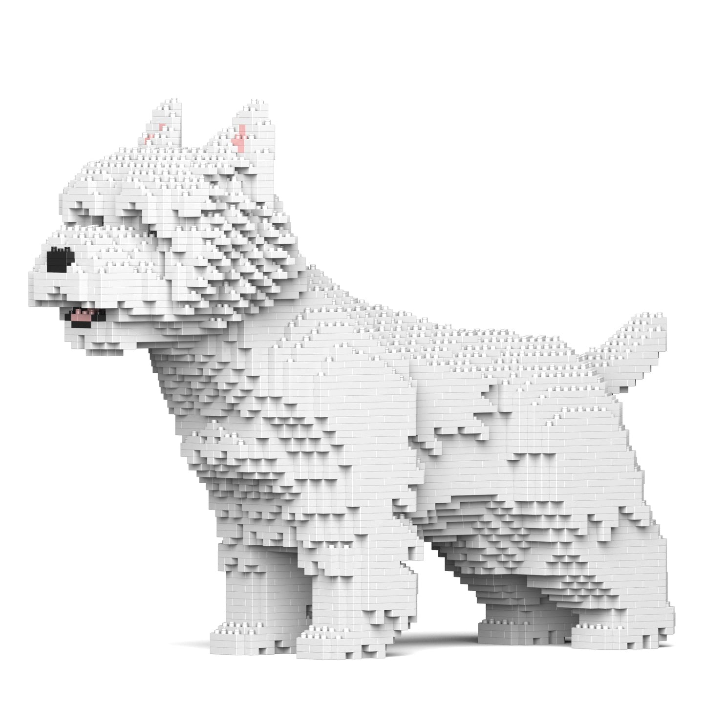 White block-built Westie dog, standing in profile