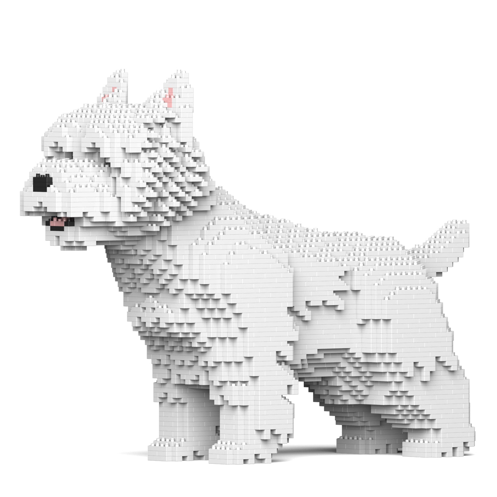 White block-built Westie dog, standing in profile