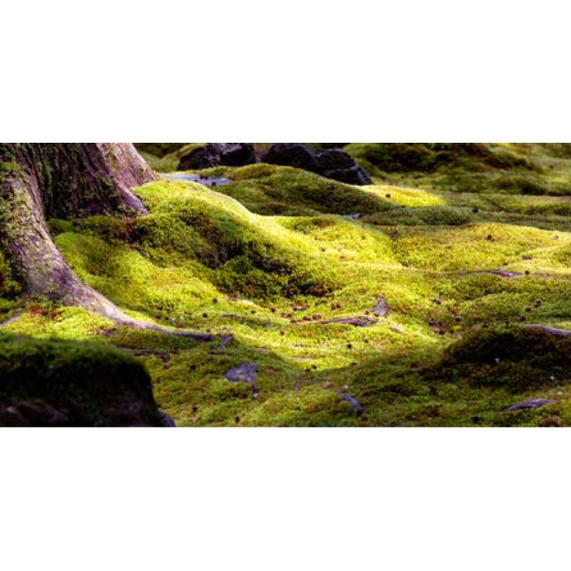 Lush green moss blankets an undulating forest floor, brightly lit by patches of sunlight near a large tree trunk