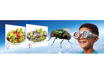 Brainstorm Toys - See the World Through Others