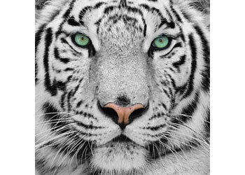 Crystal Art - White Tiger 30x30cm Kit