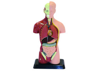 Edu-Toys - Human Anatomy Model - 27cm - 8 Pieces