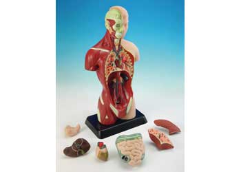 Edu-Toys - Human Anatomy Model - 27cm - 8 Pieces