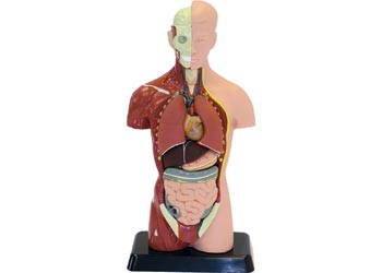 Edu-Toys - Human Anatomy Model - 27cm - 8 Pieces