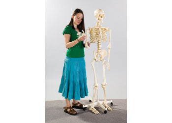 Edu-Toys - Human Skeleton With Stand - 160 cm