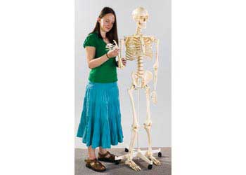Edu-Toys - Human Skeleton With Stand - 160 cm