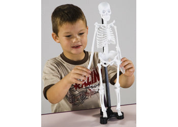 Edu-Toys - Mini Skeleton - 46cm