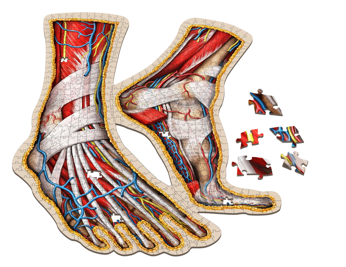 Anatomy puzzle of human feet and lower legs, showing muscles, vessels, and nerves, with missing pieces