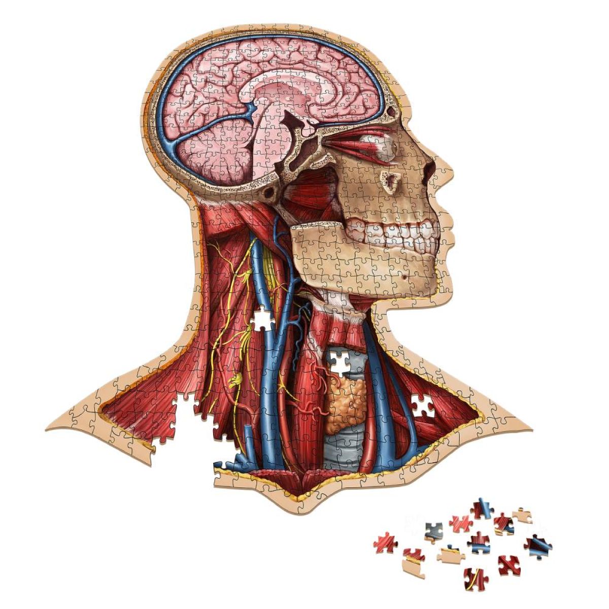 Dr Livingston Anatomy Jigsaw Puzzle The Human Head 538 Pieces