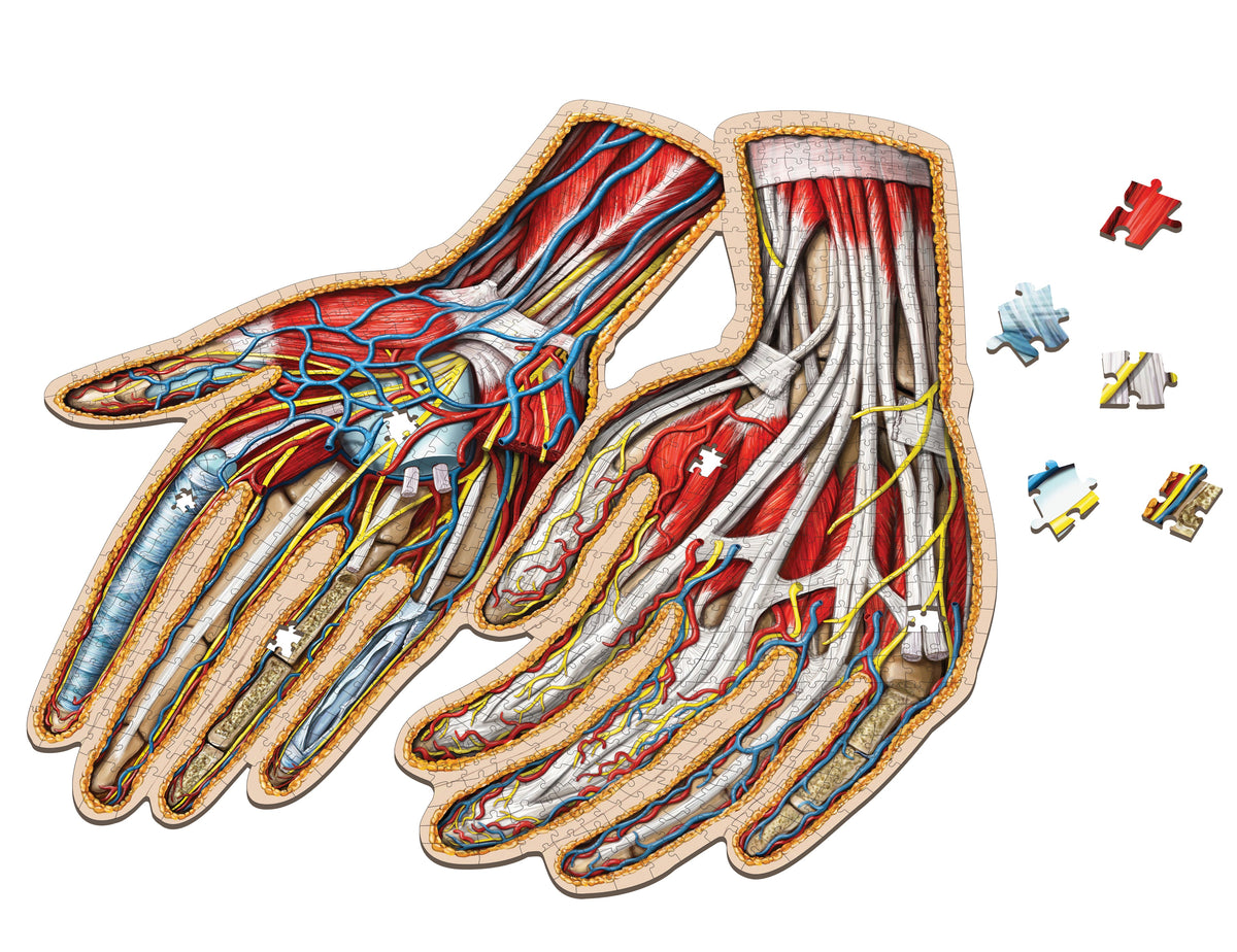 An anatomical jigsaw puzzle of two human hands, showing muscles, blood vessels, and nerves