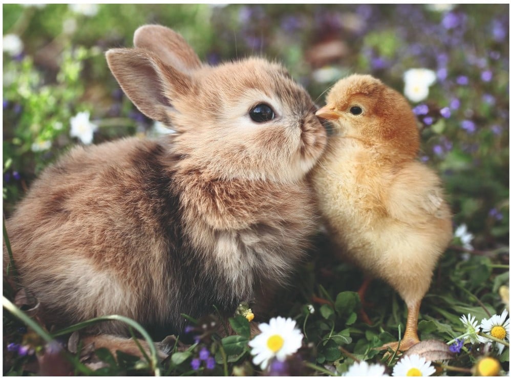 Ravensburger - Rabbit and Chick - 500 Piece Jigsaw