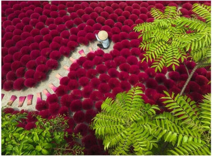 Ravensburger - A Sea of Red 500 Piece Jigsaw