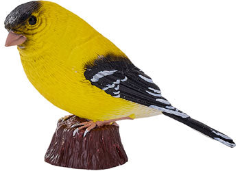 Mojo - American Goldlfinch
