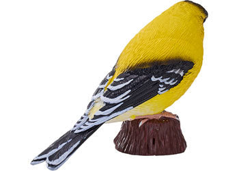 Mojo - American Goldlfinch