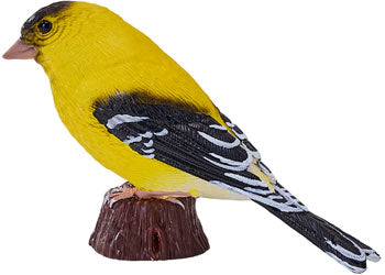 Mojo - American Goldlfinch