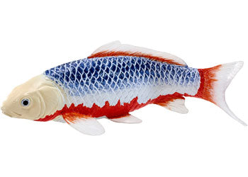 Mojo - Asagi Koi Carp