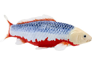 Mojo - Asagi Koi Carp