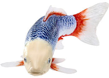 Mojo - Asagi Koi Carp
