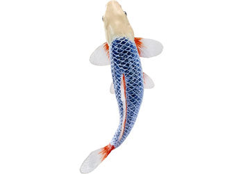 Mojo - Asagi Koi Carp