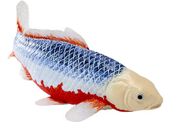 Mojo - Asagi Koi Carp