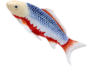 Mojo - Asagi Koi Carp