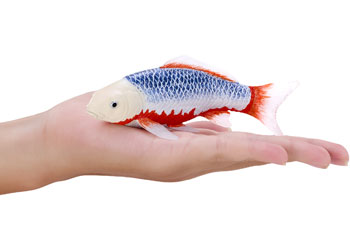 Mojo - Asagi Koi Carp