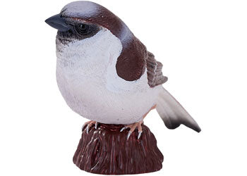 Mojo - House Sparrow