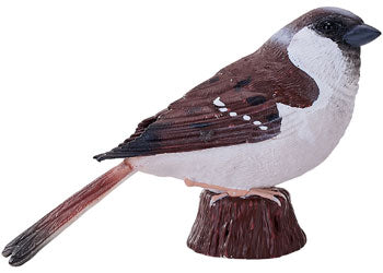 Mojo - House Sparrow