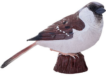 Mojo - House Sparrow