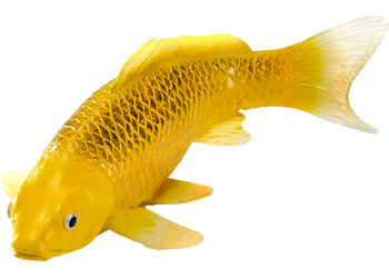 Mojo - Kin Matsuba Koi Carp
