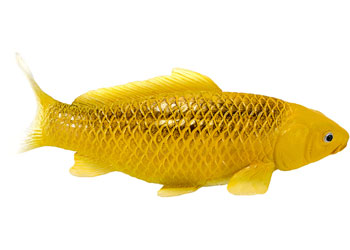 Mojo - Kin Matsuba Koi Carp
