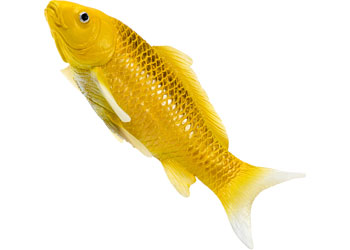 Mojo - Kin Matsuba Koi Carp