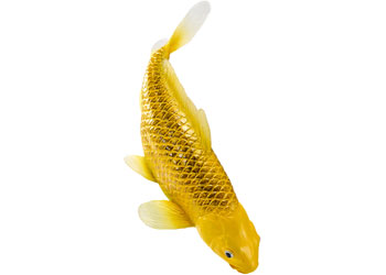 Mojo - Kin Matsuba Koi Carp