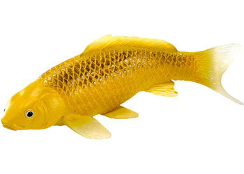 Mojo - Kin Matsuba Koi Carp