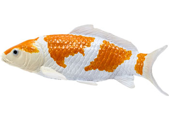 Mojo - Ochiba Shigure Koi Carp