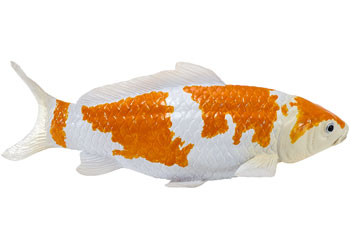 Mojo - Ochiba Shigure Koi Carp