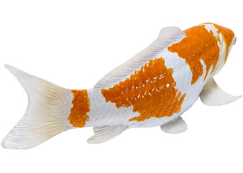 Mojo - Ochiba Shigure Koi Carp
