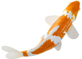 Mojo - Ochiba Shigure Koi Carp