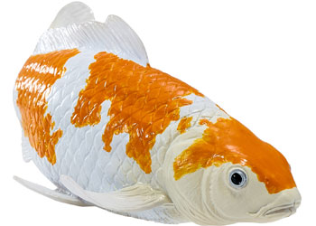 Mojo - Ochiba Shigure Koi Carp