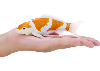 Mojo - Ochiba Shigure Koi Carp