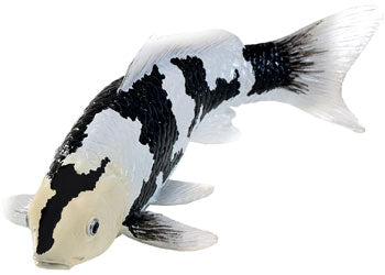Mojo - Shiro Utsuri Koi Carp