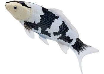 Mojo - Shiro Utsuri Koi Carp