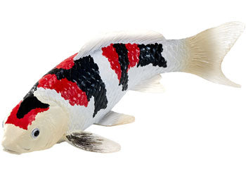 Mojo - Showa Sanshoku Koi Carp