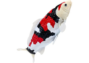 Mojo - Showa Sanshoku Koi Carp