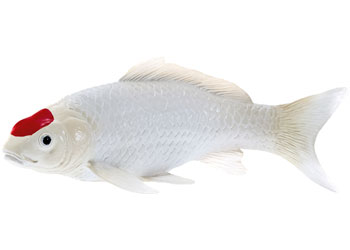 Mojo - Tancho Koi Carp
