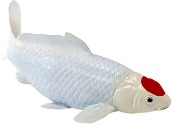 Mojo - Tancho Koi Carp