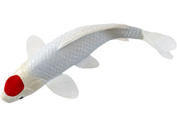 Mojo - Tancho Koi Carp