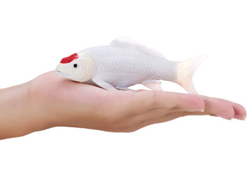 Mojo - Tancho Koi Carp